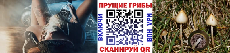 Купить где  Володарск  Псилоцибиновые грибы прущие грибы 
